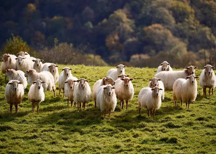 Apartment Cote Des Basques